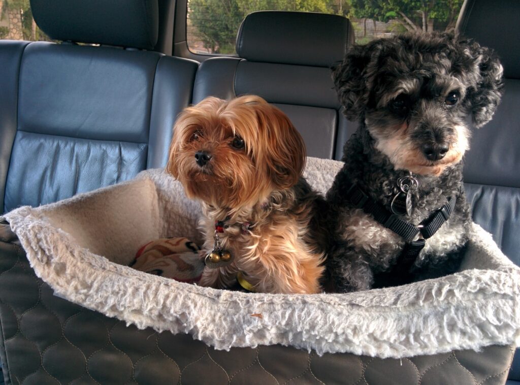 Planning a pet friendly road trip