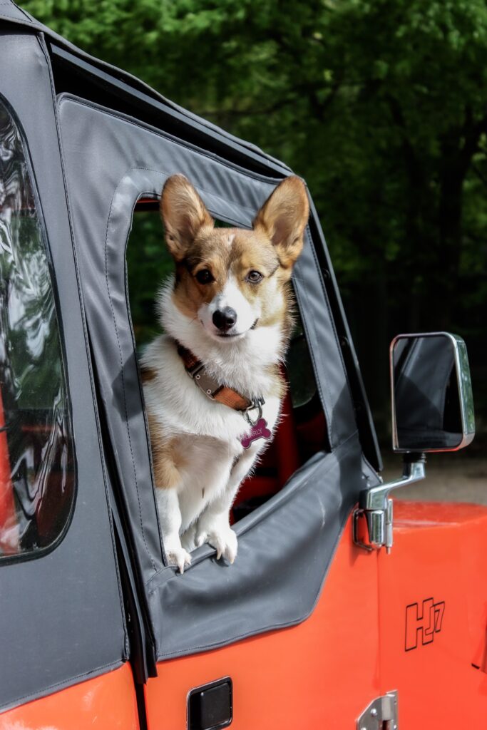 Planning a pet friendly road trip