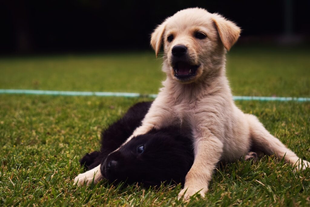 Dog Playing With Another Dog